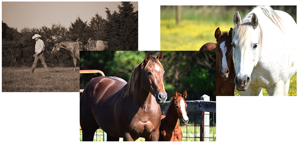 Working Ranch Quarter Horses