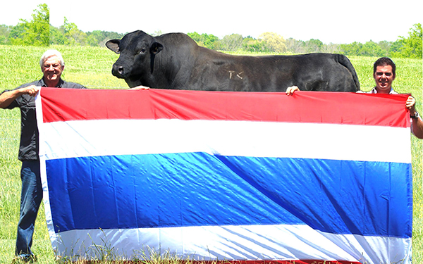 Town Creek Farm Exports Brangus Bull to Thailand